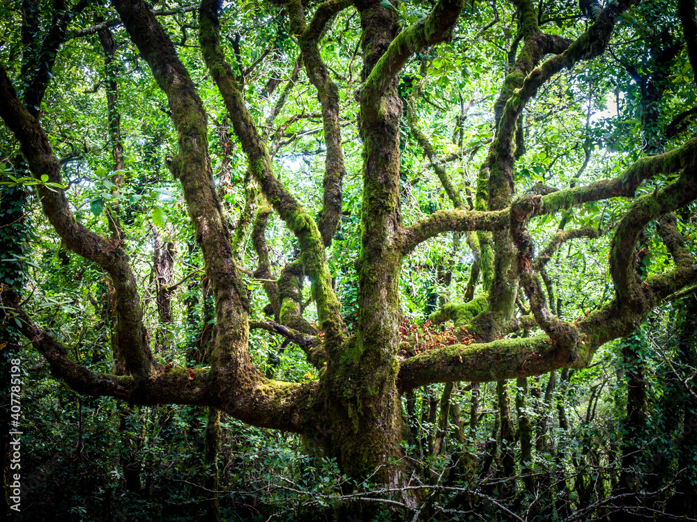 cork oaks in the andalusian countryside. cork oaks in the andalusian countryside.