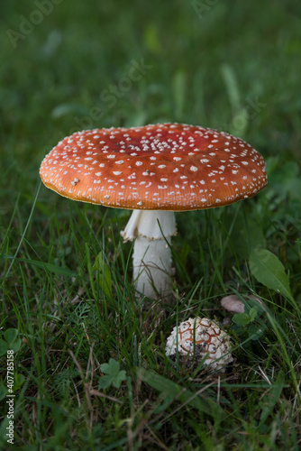 Fly Agaric Sprout From The Meadow - Different Maturity