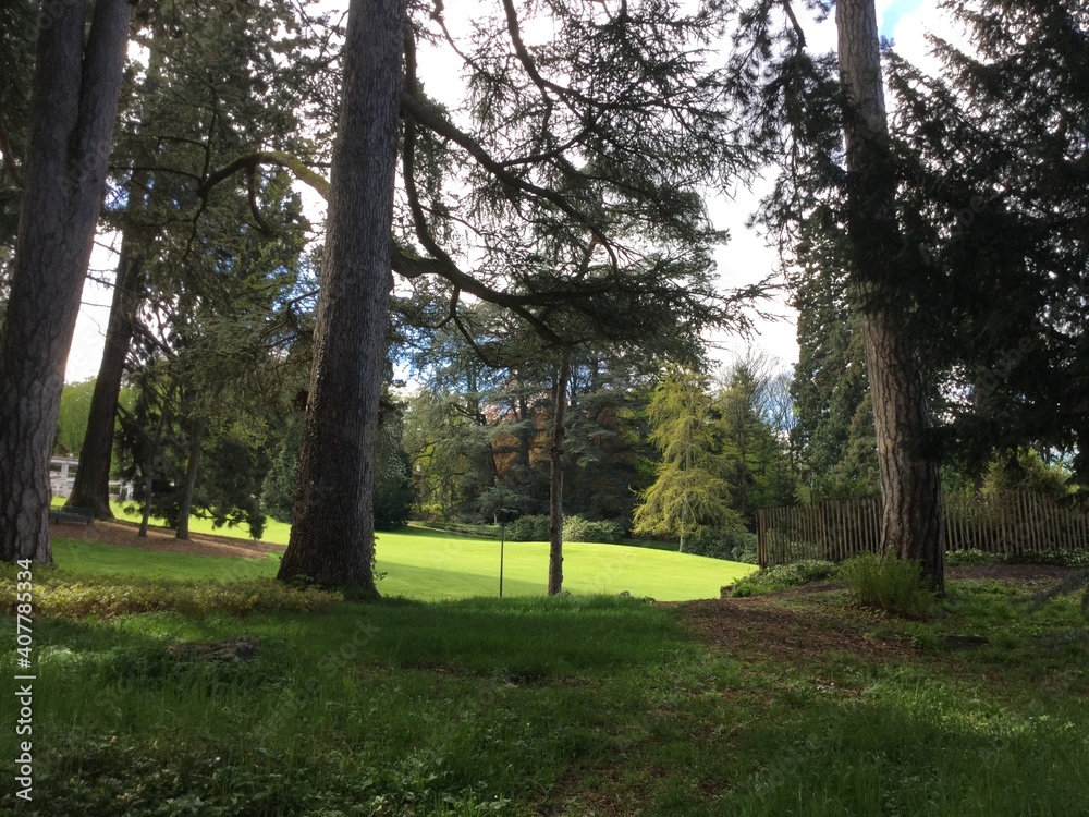 Obraz premium trees in the park