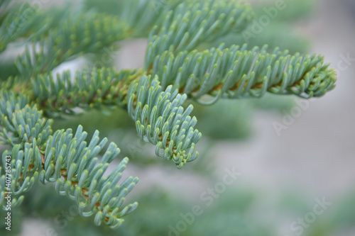モミの木の枝(noble fir, Abies Procera)