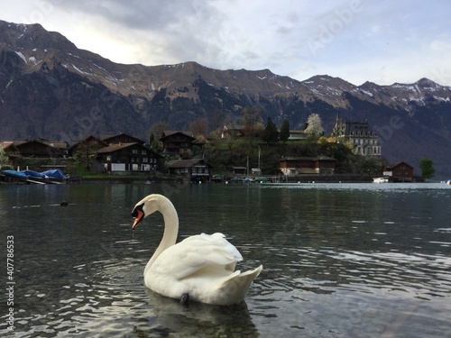 Swan on the lake in the mountains