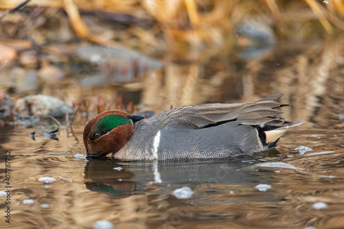 Green winged teal drake dabbling
 photo