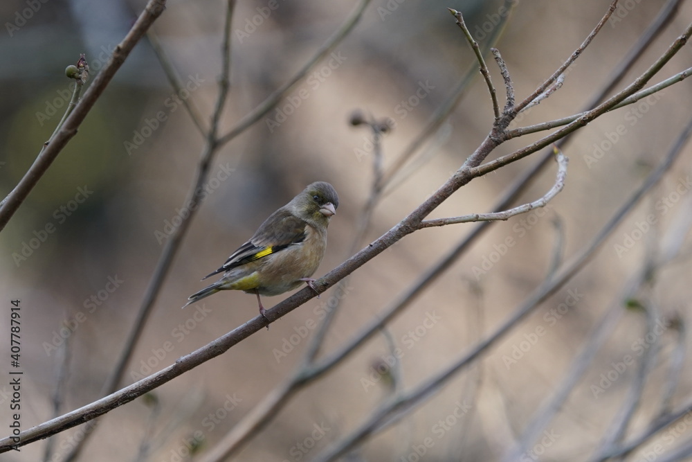 oriental greenfinch is on the branch oriental greenfinch is on the branch