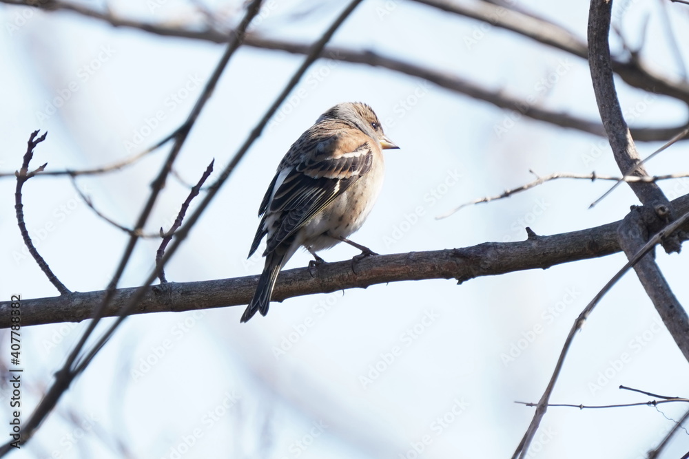 brambling on the branch brambling on the branch