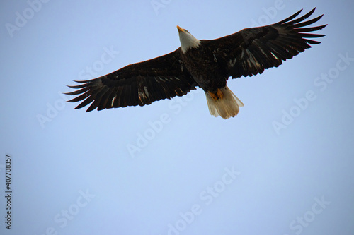 bald eagle flying overhead