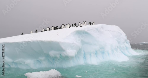Adelie Penguins on iceberg, Brown Bluff, Antarctica