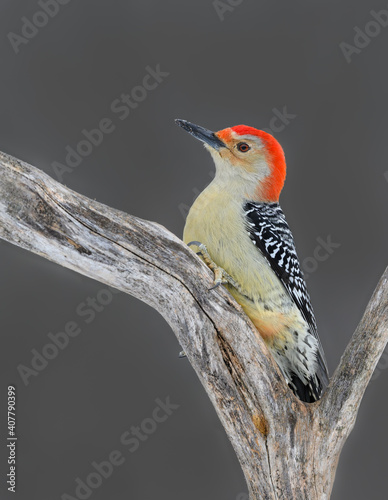  Red-bellied Woodpecker Perched on Dead Tree Branch in Winter on Gray Background