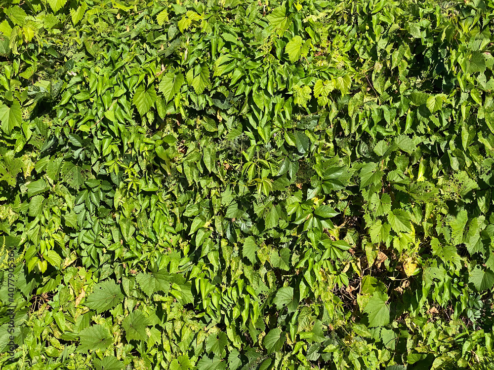 Fototapeta premium large garden wall covered with foliage with deep greenery leaves