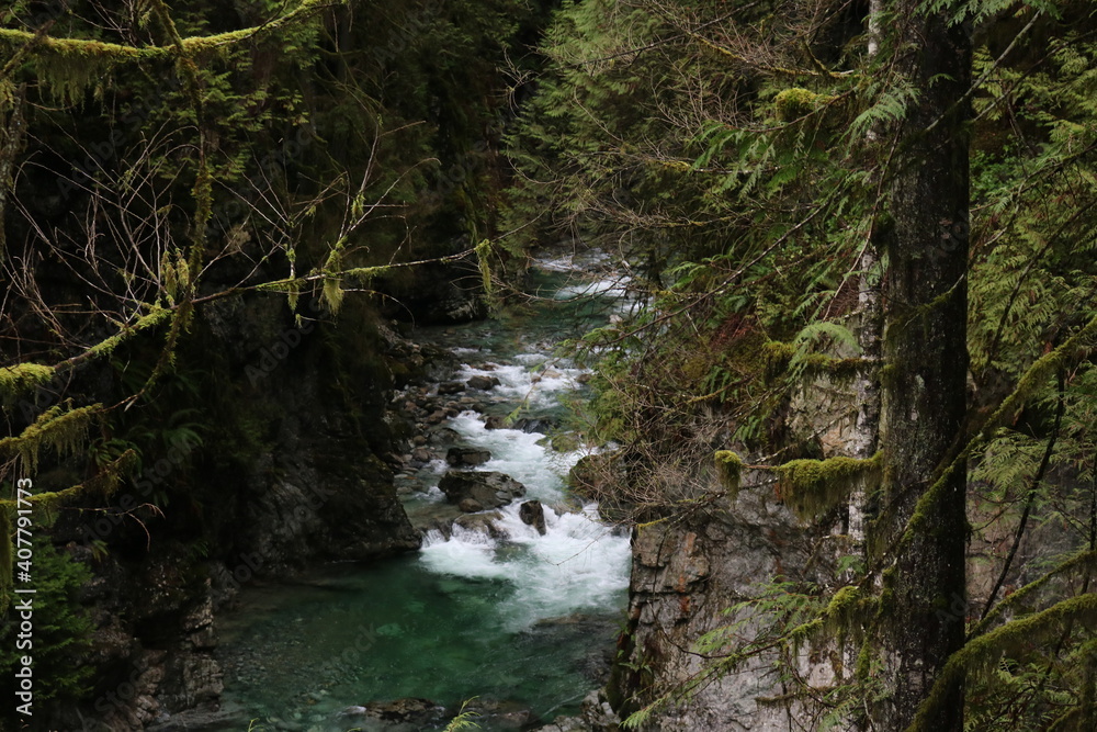 forest and water flowing through the tight canyon forest and water flowing through the tight canyon