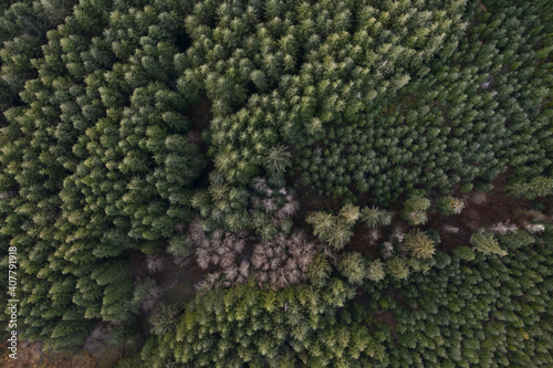 Top down view of second and third growth Douglas Fir forest in Oregon 