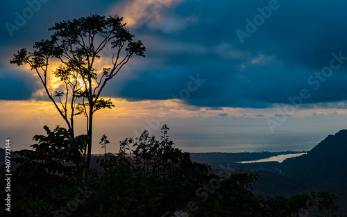 Big tree in the jungle  the sea and cloudy sky in the background.