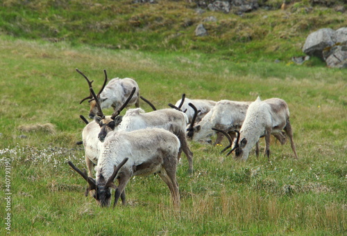Wild reindeer herds near East Fjords, Iceland in the summer