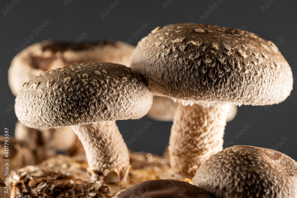 Shiitake mushroom under cultivation on bed log at home Stock Photo