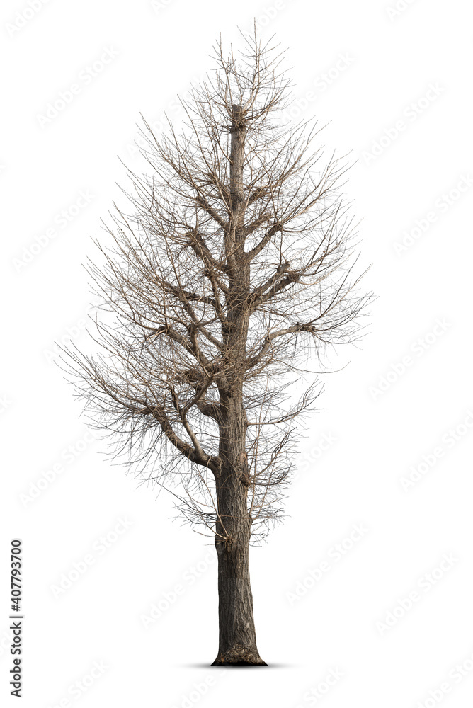 Obraz premium Dead tree isolated on white background.