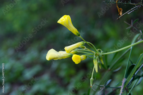 Closeup of blooming hippocrepis emerus on a tree in a field with a blurry background photo