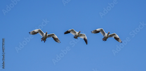 Snow Geese flying  in sychronized formation during winter migration