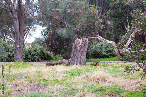 tree stump in natural landscape