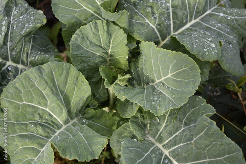 Bild auf Leinwand Closeup shot of dew on collard greens in the farmland