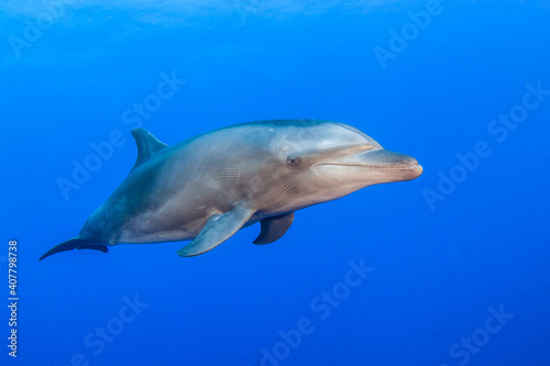 Dolphin in the blue