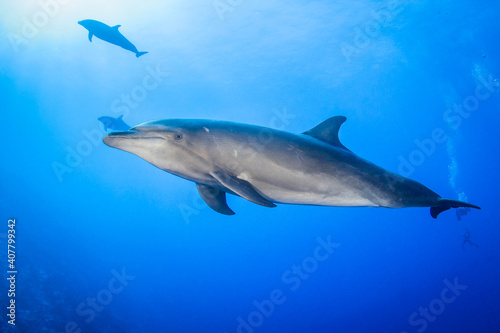 Dolphin in the blue © Tropicalens