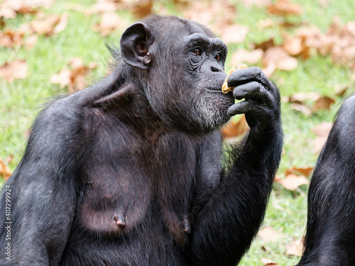 Adult female chimpanzee sitting on green grass field and eating something.
