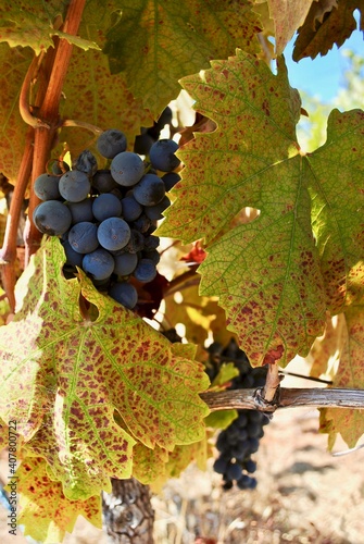 Purple grapes for red wine are reading for harvest. The vines grow on terraced terrain in the Sierra Foothills. The 'View Forever Vineyard' is owned and operated by Lucchesi Vineyards and Winery. photo