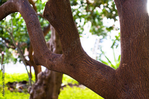 Mandarin tree bole on a sunny day