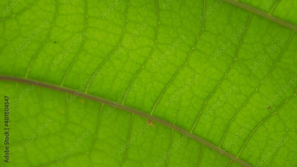 under the green leaves close up background under the green leaves close up background