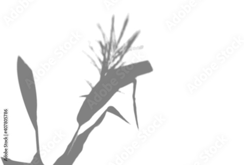 Natural light casts shadows from a Spikelets and leaves of the plant flowers a white isolated background. The effect of shadows. Transparent soft light and shadows from the branches.