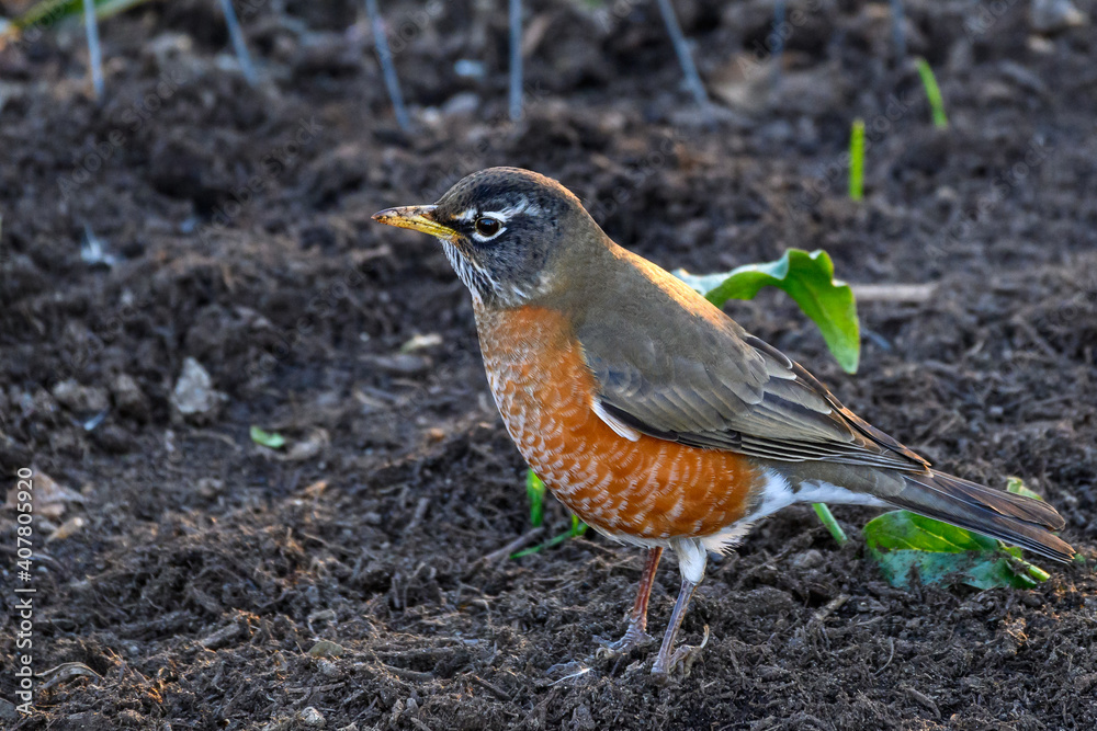 American robin hunting for worms in a freshly mulched garden, backlit by the sun
American robin hunting for worms in a freshly mulched garden, backlit by the sun