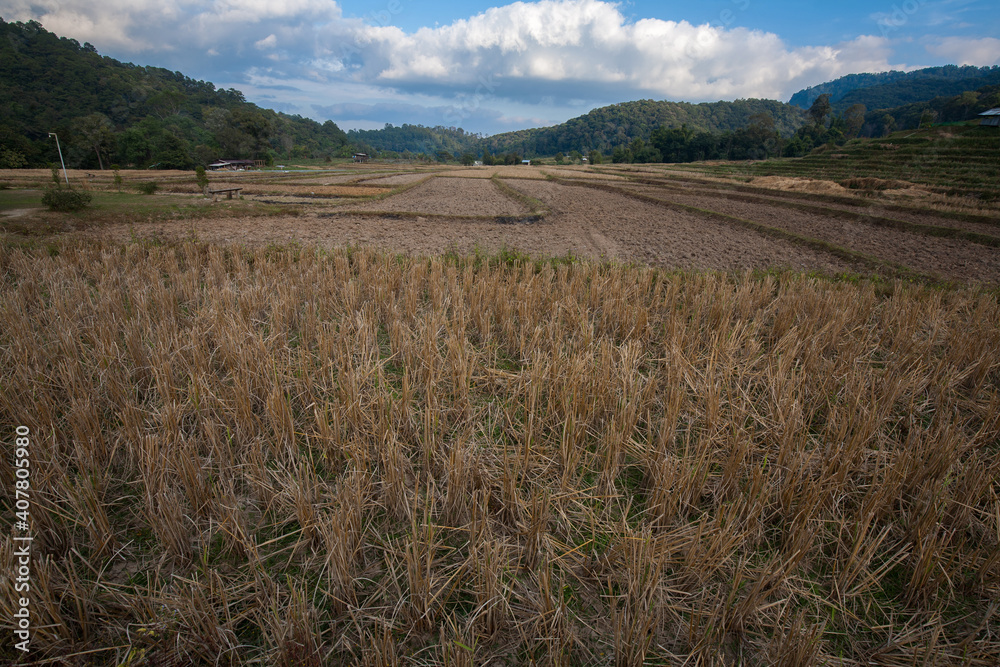 Landscape of Mae Klang Luang urban village with rice field in Winter season, Chiang Mai, Northern Thailand