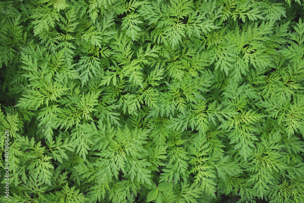 Obraz premium Green Leaves background