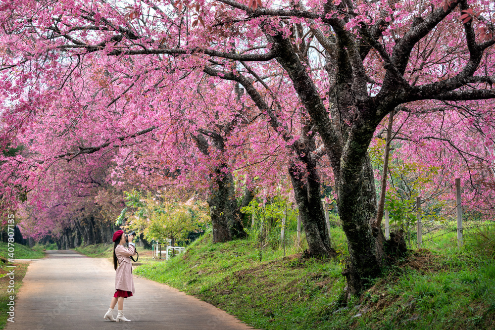 Tourist take a photo at pink cherry blossom in spring.