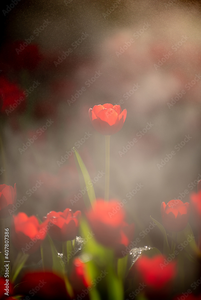 Fototapeta premium Red tulips in dark tones close up.
