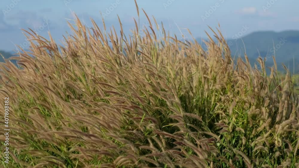 Slow motion of Desho grass or grass flowers blowing in the wind Slow motion of Desho grass or grass flowers blowing in the wind