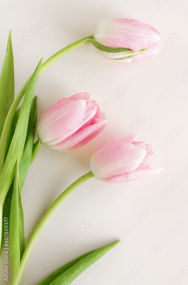 Flowers background. Pink tulips flowers on white backdrop top view close up. Copy space. Holiday concept.