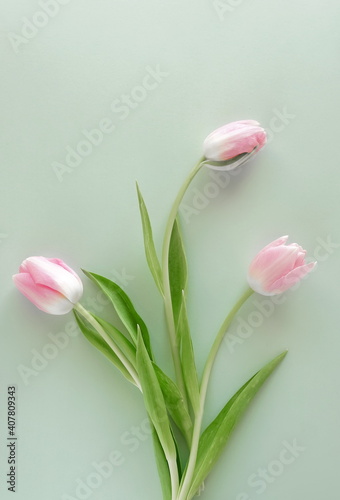 Flowers background. Pink tulips flowers on blue backdrop top view. Copy space...