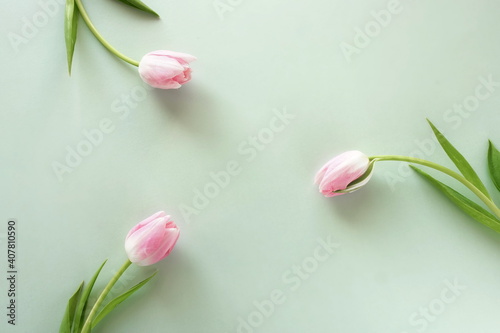 Flowers background. Pink tulips flowers on blue backdrop top view. Copy space...