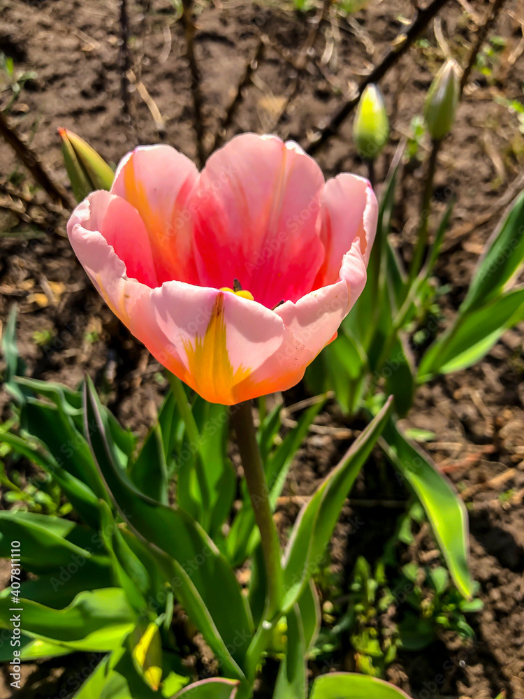 Beautiful Tulips Spring Flowers in the Garden Beautiful Tulips Spring Flowers in the Garden