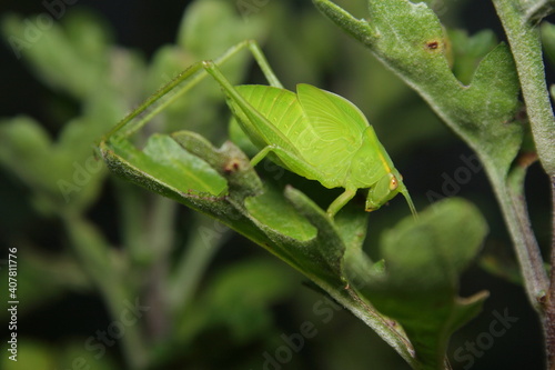 Garden Katydid, (Torbia sp.), resting on a leaf