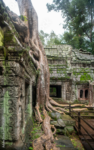  Та Prohm is the largest temple, it rains in the rainy season. Restorers spared banyan trees with their aerial roots. 