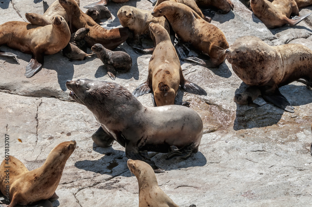 Fototapeta premium Two Steller's Sea Lion (Eumetopias jubatus) bulls fighting at colony, Chowiet Island, Semidi Islands, Alaska, USA