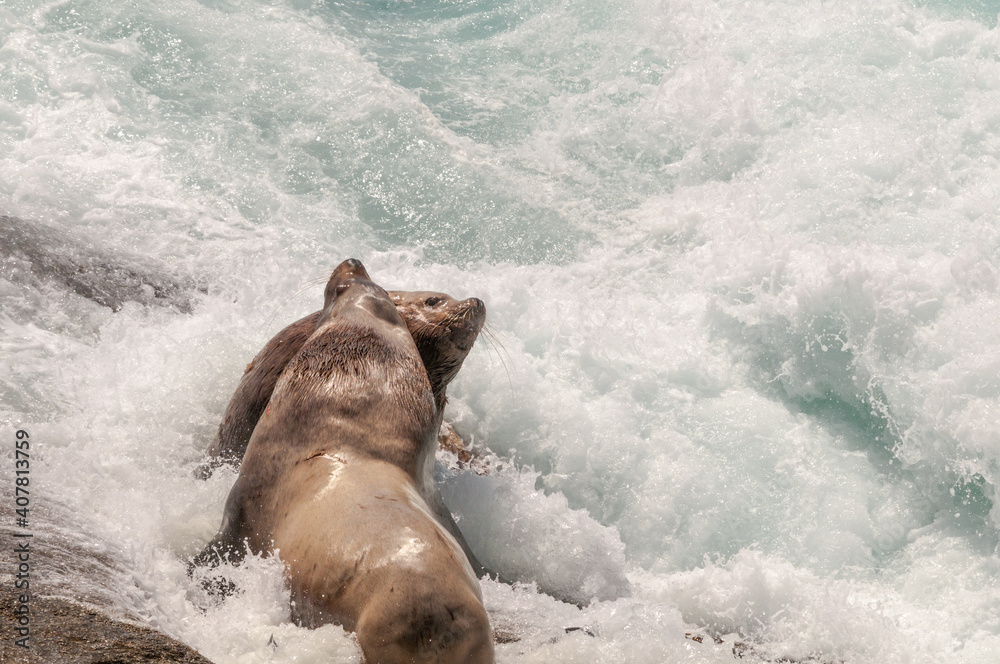 Fototapeta premium Two Steller's Sea Lion (Eumetopias jubatus) bulls fighting at colony, Chowiet Island, Semidi Islands, Alaska, USA