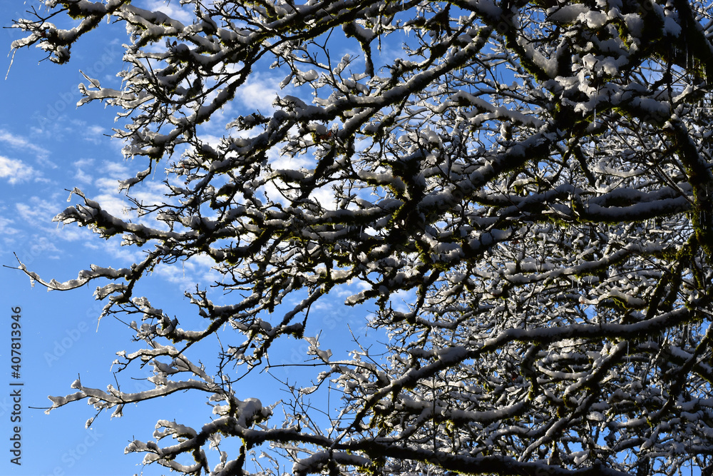 Fototapeta premium 木 tree