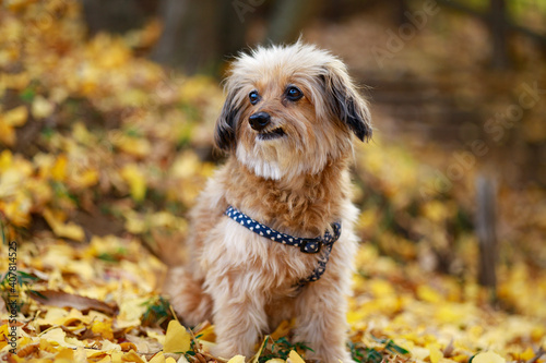 jack russell terrier