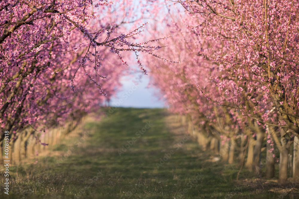 Apfelblüten Plaumenblüten Kirschblüten Blühende Baumplantage Rosa Blüten Hintegrund Apfelblüten Plaumenblüten Kirschblüten Blühende Baumplantage Rosa Blüten Hintegrund