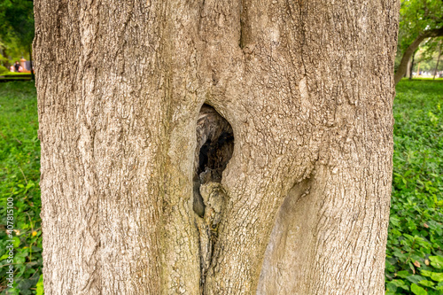 Closeup shot of a hollow in a tree