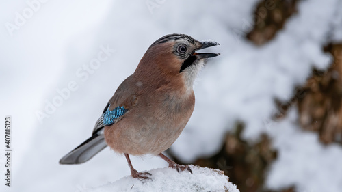 Eichelhäher, bird, natur, robin, wild lebende tiere, tier, schnee, winter, wild  © Oliver