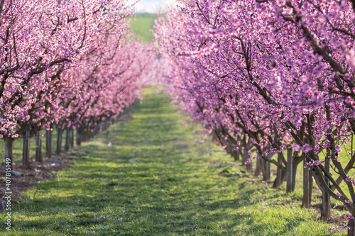 Apfelblüten Plaumenblüten Kirschblüten Blühende Baumplantage Rosa Blüten Hintegrund