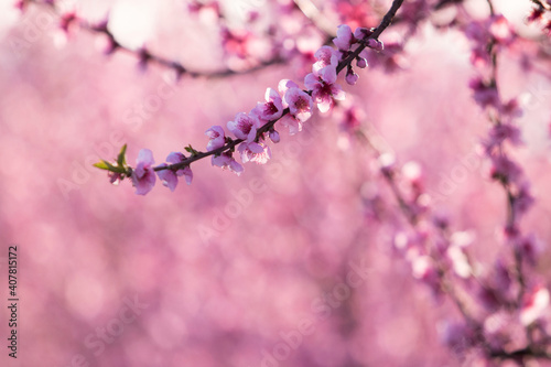 Apfelblüten Plaumenblüten Kirschblüten Blühende Baumplantage Rosa Blüten Hintegrund